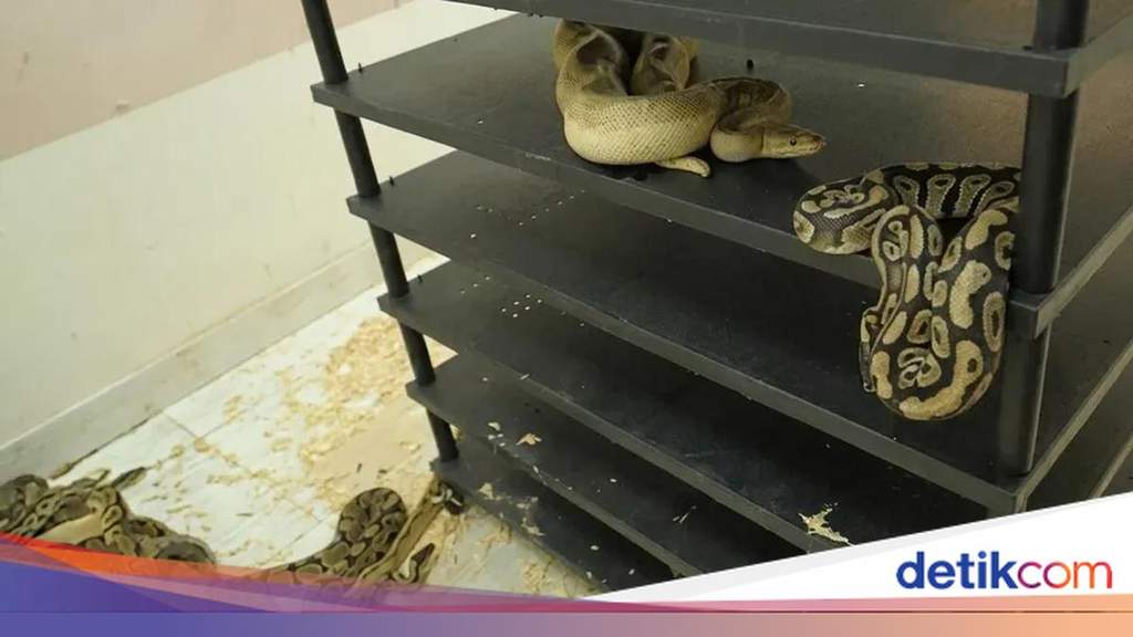 Apartemen Berisi 309 Ular Digerebek Akibat Tagihan Listrik Melonjak