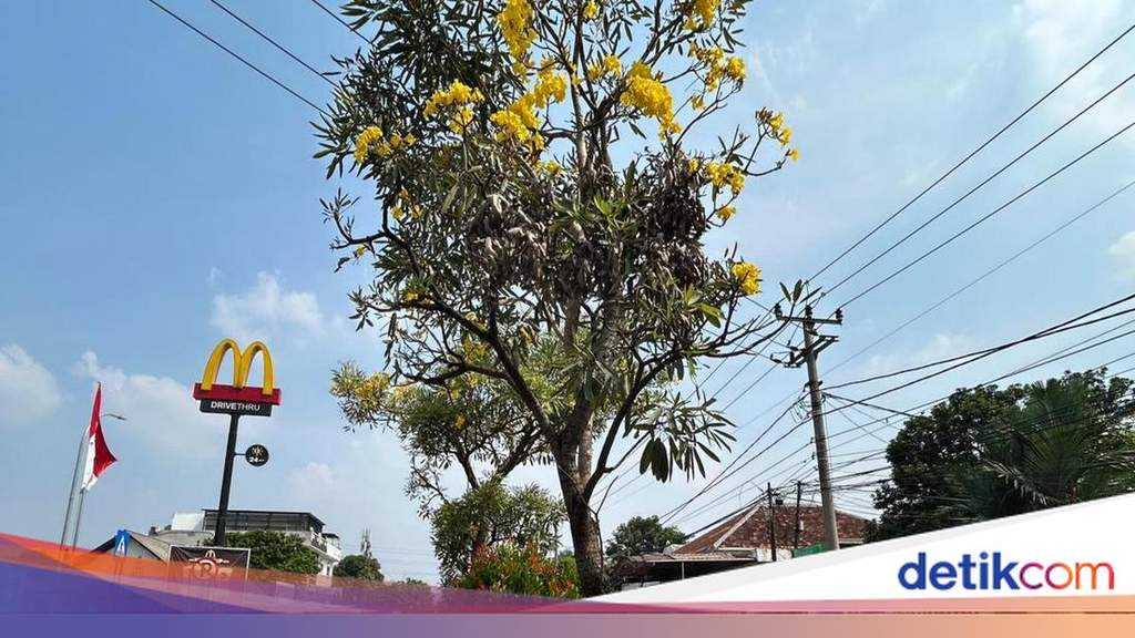 Depok Rasa Jepang, Bunga Tabebuya Bermekaran di Margonda