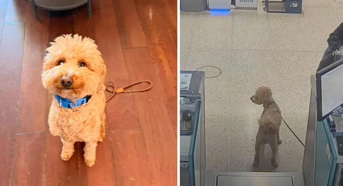 Anjing JetBlue yang ditelantarkan di bandara resmi diadopsi oleh polisi Las Vegas