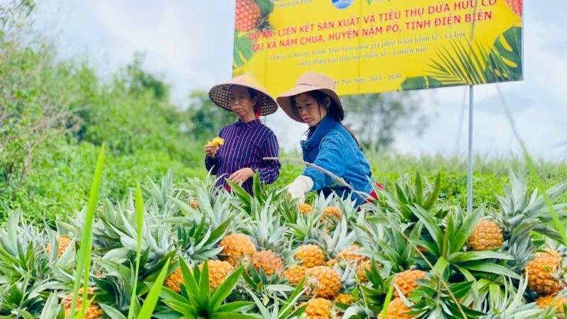 Petani lokal saat memanen hasil pertanian organik berbasis rantai nilai.