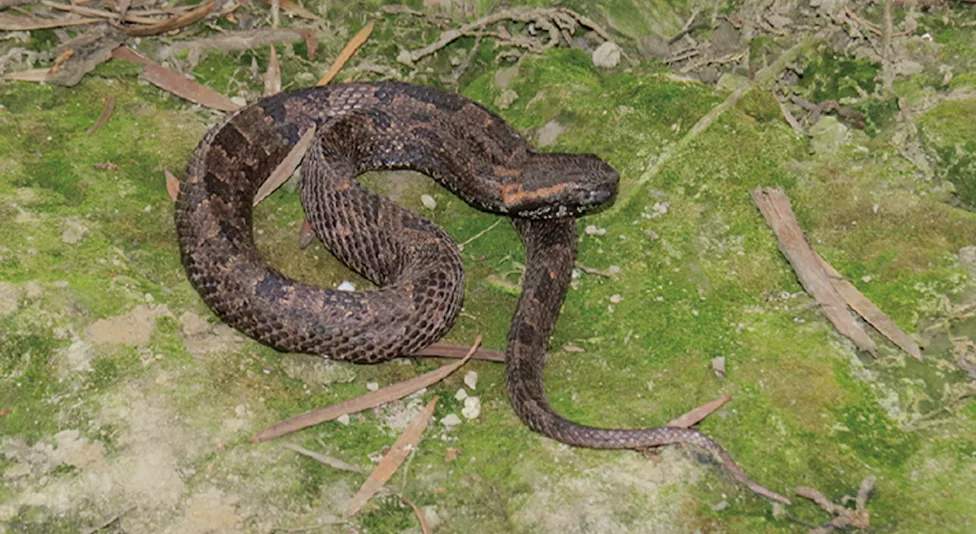 Spesies baru ular pit viper Ovophis medogensis ditemukan di wilayah Himalaya Tiongkok