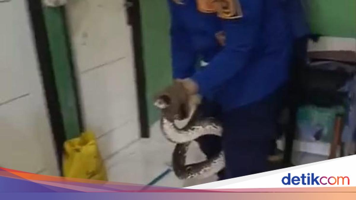Petugas pemadam kebakaran mengevakuasi ular sanca besar dari sudut kamar mandi warga di Bogor